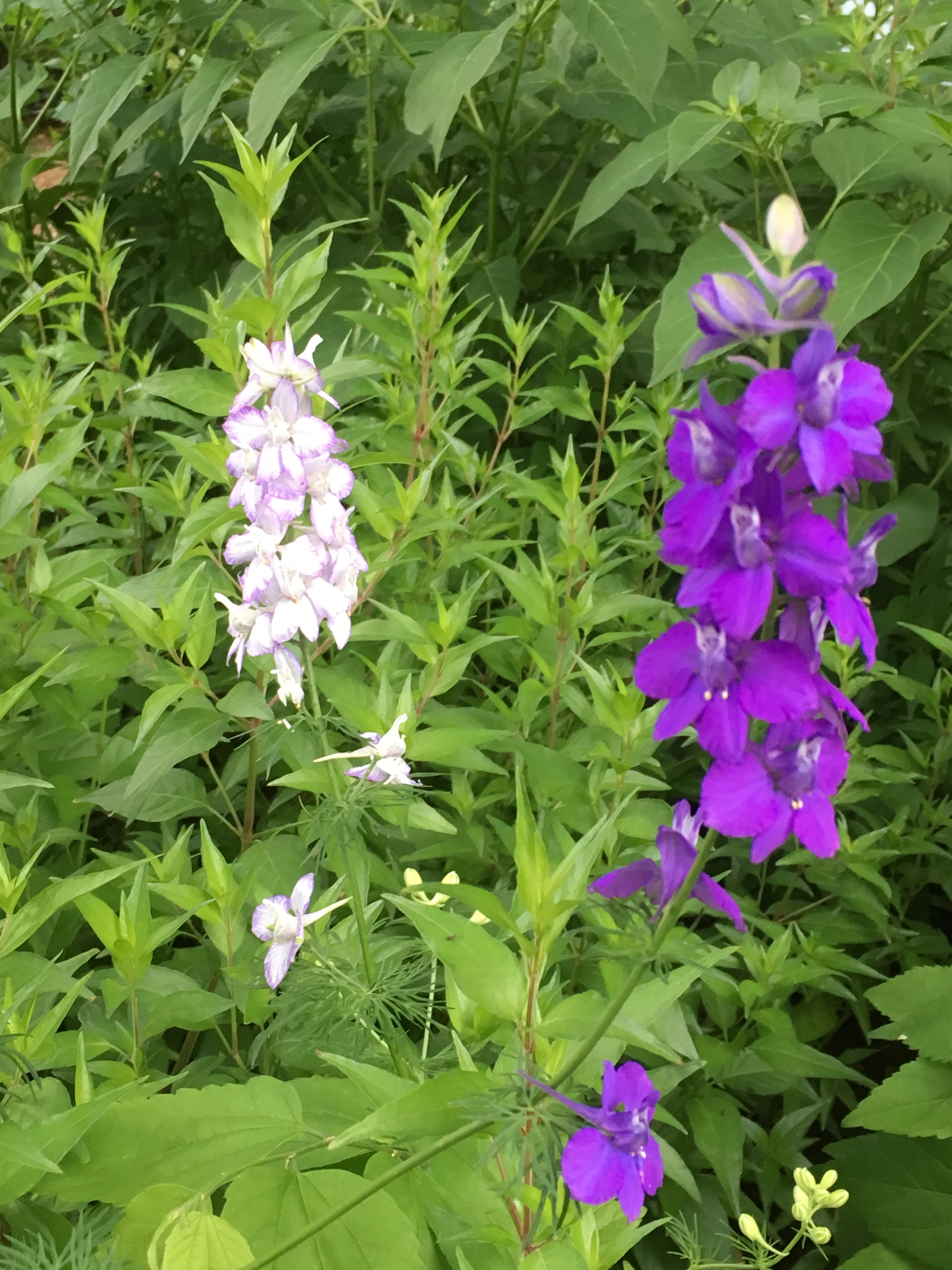 Spring is here! Know your Native Plants!