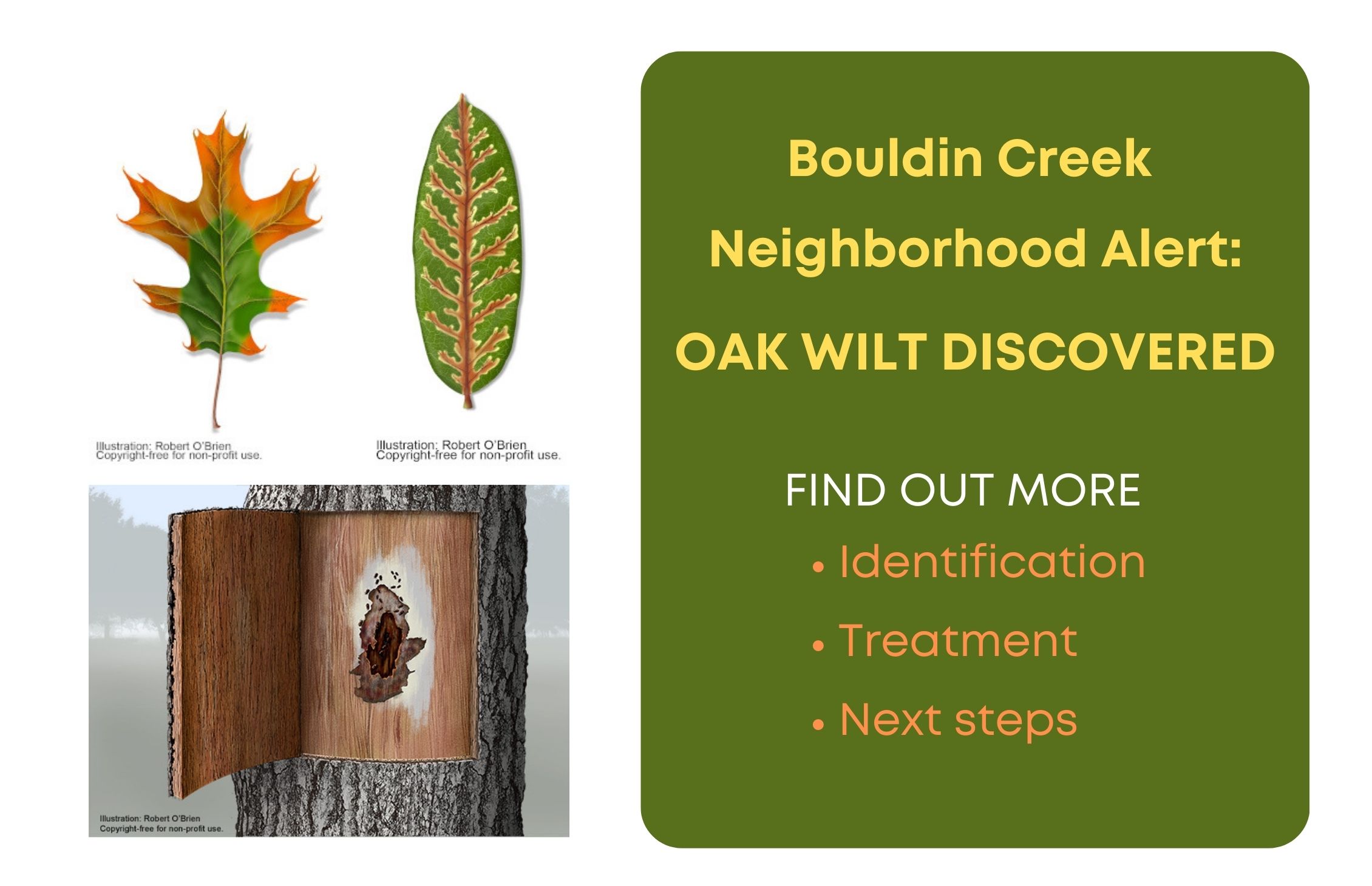 Oak Wilt discovered in Bouldin Creek